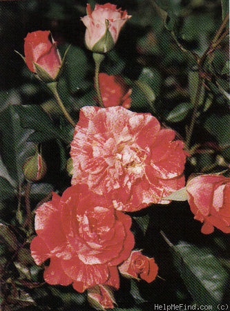 'Tangerine Tango (floribunda, Armstrong, 1991)' rose photo