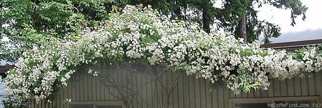 'Seagull' rose, click to enlarge 'Seagull' rose photo
