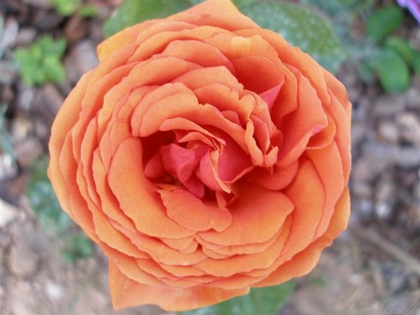 'TANmarsa' rose photo