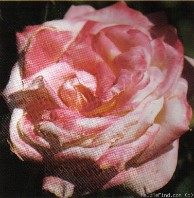 'Better Homes & Gardens (hybrid tea, Warriner 1976)' rose photo