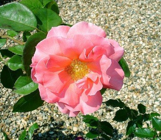 'Leaping Salmon' rose photo