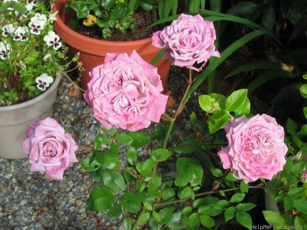 'Always a Lady' rose photo