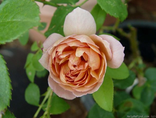 'Café (Floribunda, Kordes,1956)' rose photo