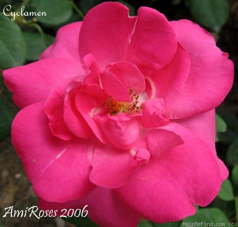 'Cyclamen' rose photo