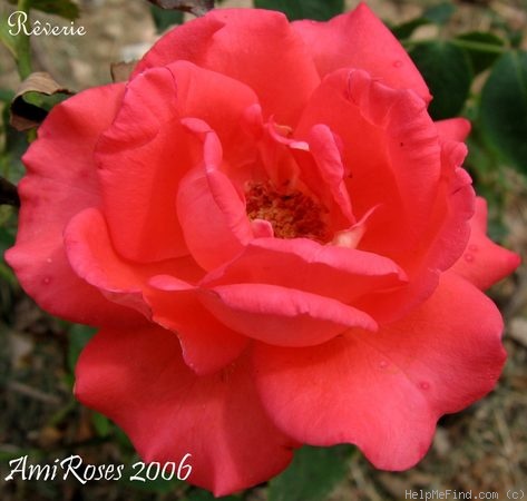 'Reverie ® (floribunda, Kordes 1974)' rose photo