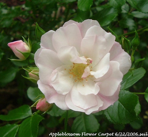 'Appleblossom Flower Carpet' Rose