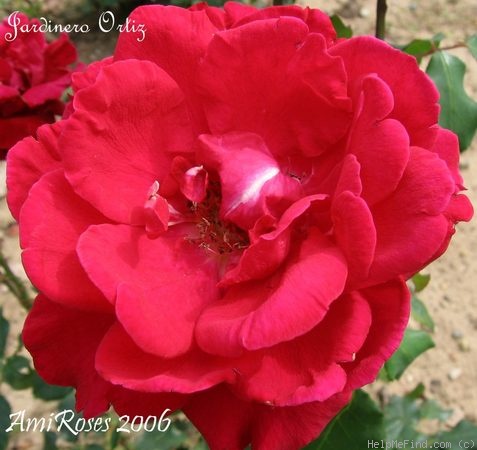 'Jardinero Ortiz' rose photo