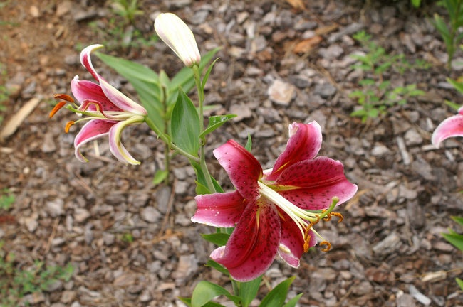 'Scott and Marlene's Rose Garden'  photo