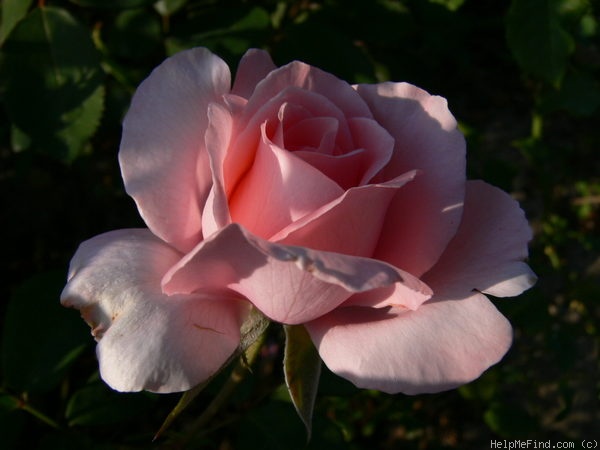 'Piroschka ®' rose photo