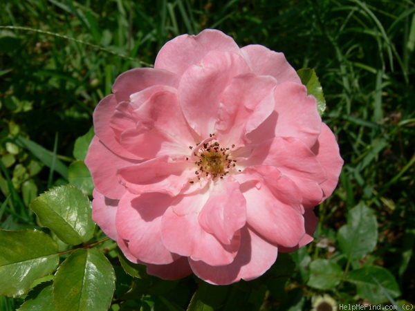 'Blühwunder ® (floribunda, Kordes, 1993)' rose photo