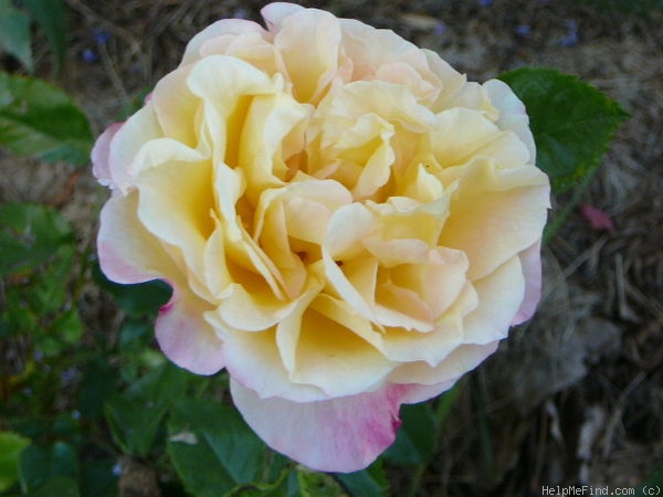 'Rugelda ®' rose, click to enlarge 'Rugelda ®' rose photo
