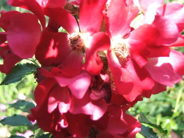 'Dortmund' rose photo