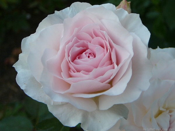 'Morden Blush' rose photo