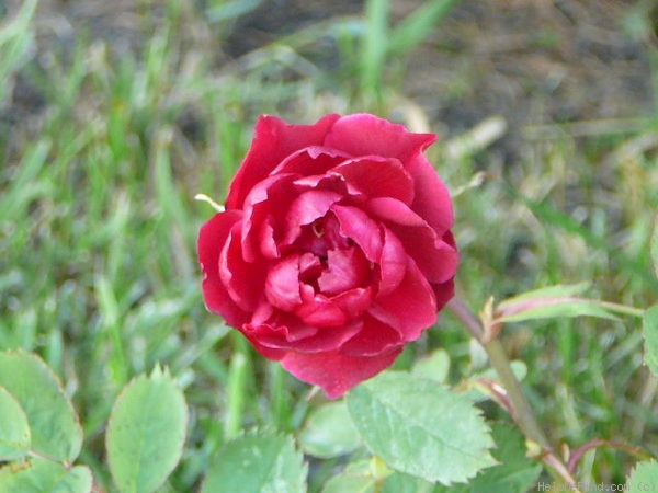 'Hope for Humanity' rose photo