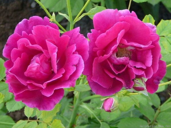 'Cuthbert Grant' rose photo