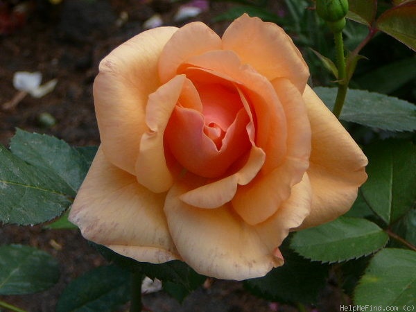 'Golden Unicorn' rose photo