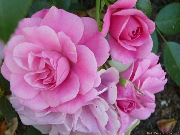 'Morden Belle' rose photo