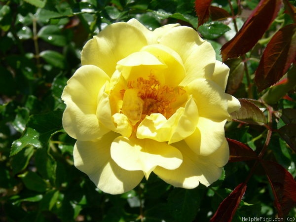 'Gelber Engel ®' rose photo