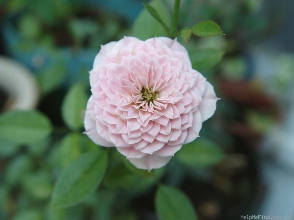'Alisha' rose photo