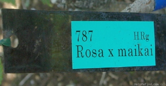 '<i>Rosa</i> x <i>maikwai</i> H. Hara' rose photo