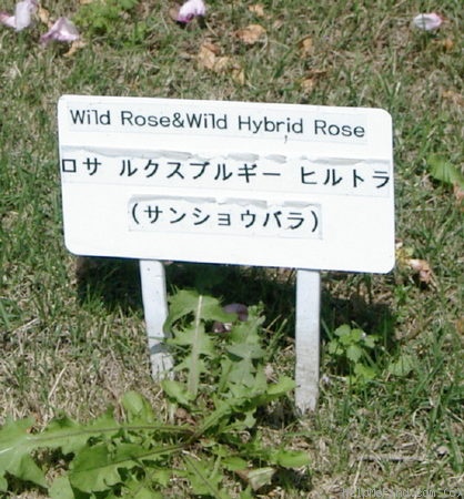 '<i>Rosa hirtula</i> (Regel) Nakai' rose photo