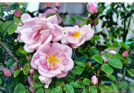 'Mary Wallace' rose photo