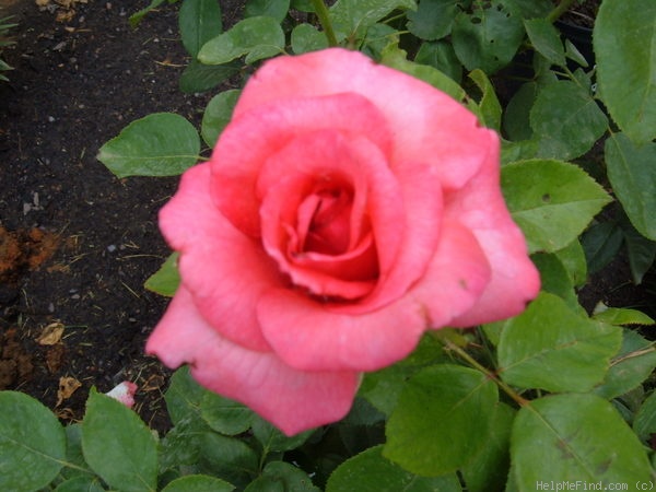 'Aromatherapy ™' rose photo