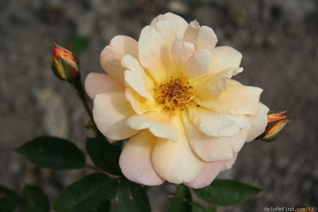 'Sif' rose photo