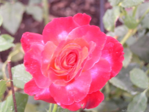 'Lucious' rose photo
