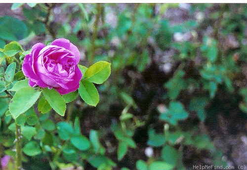 'François Michelon' rose photo