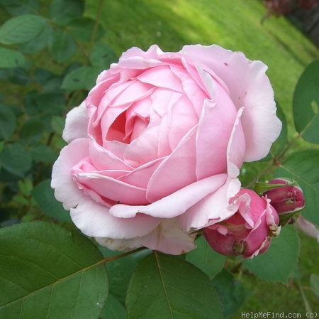 'Brother Cadfael' rose photo