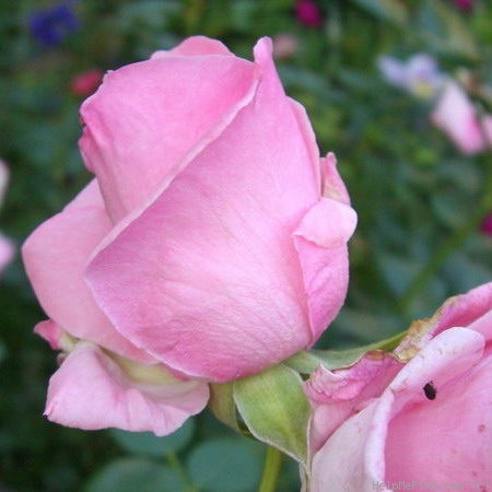 'The Queen Elizabeth Rose' rose photo