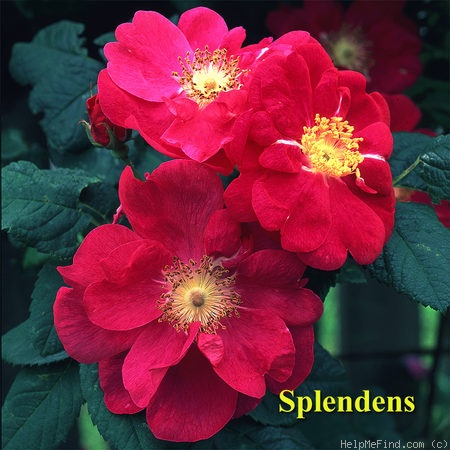 'Splendens (gallica/turbinata)' rose photo