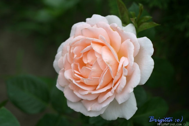 'Betty White ™' rose photo