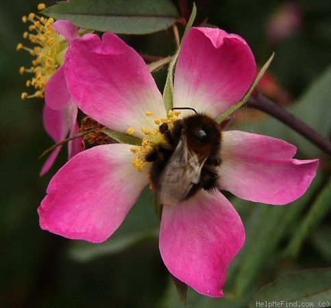 '<i>Rosa glauca</i> Pourr.' rose photo