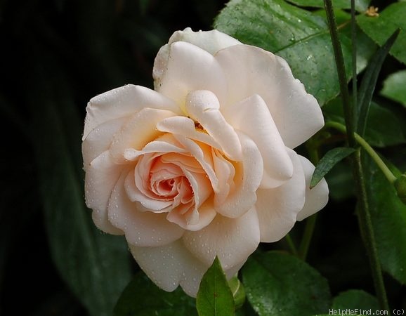 'Crystal Palace ® (floribunda, Poulsen, 1989)' rose photo