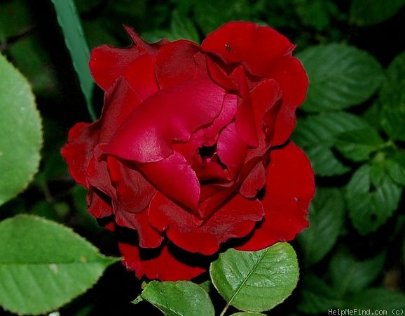 'The Daily Mail Scented Rose' rose photo