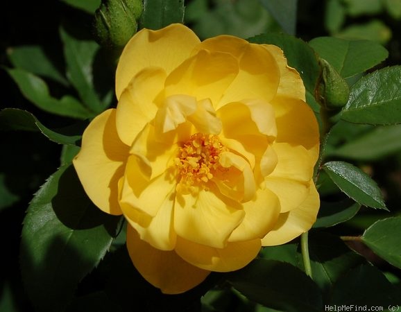 'Buttercup (English Rose, Austin 1998)' rose photo