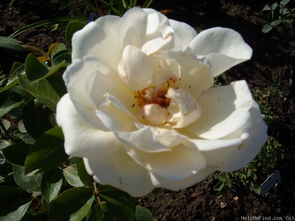 'Home and Family ™' rose photo
