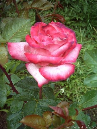 'Rose Gaujard ®' rose, click to enlarge 'Rose Gaujard ®' rose photo