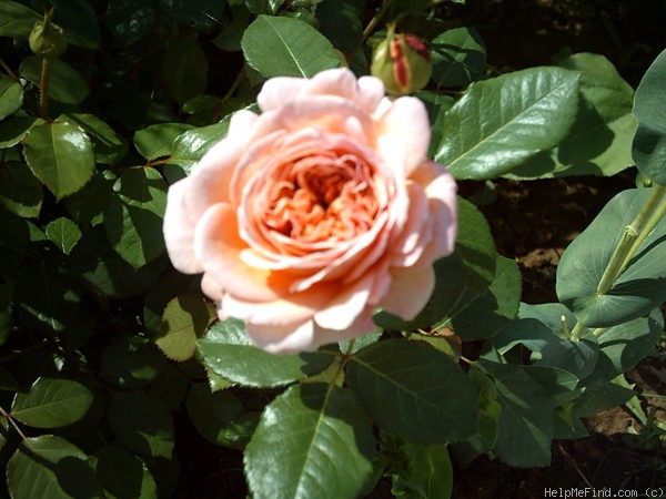 'Abraham Darby' rose photo