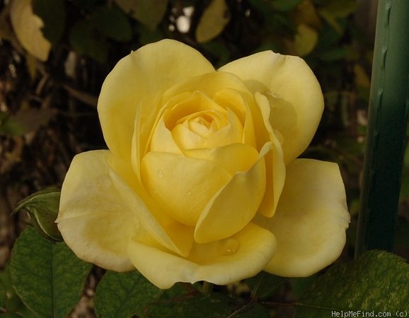 'Bella Renaissance' rose photo