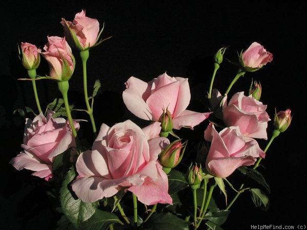 'Alecia Carol ™' rose photo