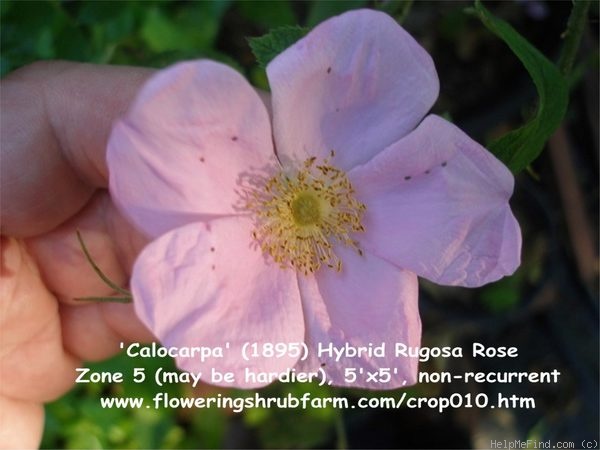'Calocarpa' rose photo