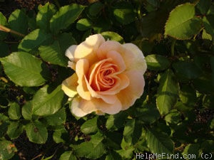 'Honey Perfume ™' rose photo