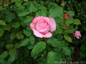 'Belinda's Dream (Shrub, Basye, 1988)' rose photo