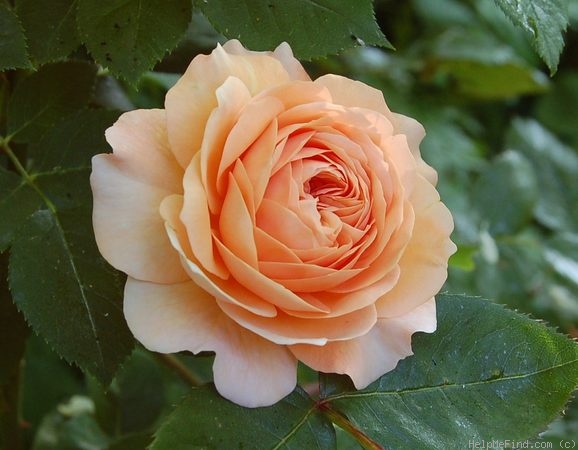 'Leander' rose photo