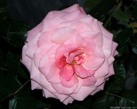 'Sexy Rexy ® (Floribunda, McGredy, 1978)' rose photo