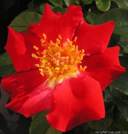 'Fourth of July' rose photo