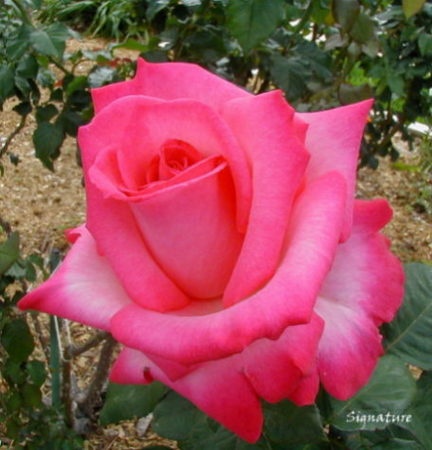 'Signature ®' rose photo